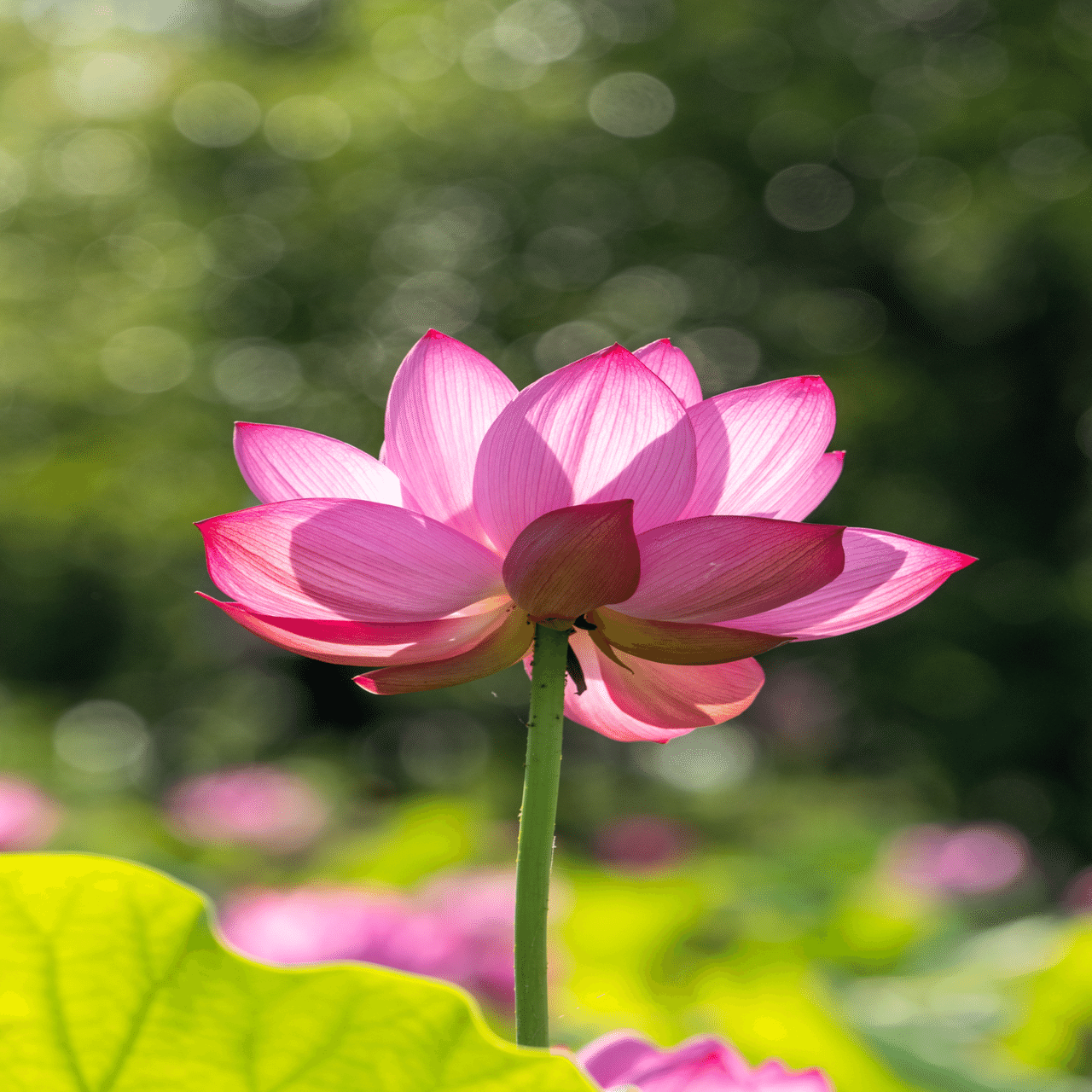 古代蓮の里〜行田で迎える美しいハスの花の季節｜Bun bun（ぶんぶん）