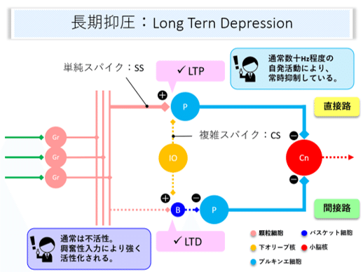 脳画像×運動失調⑪｜はらかずみ
