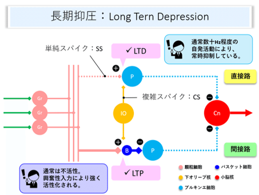 小脳と運動失調 : 小脳はなにをしているのか 小脳と運動失調 小脳はなにをしているのか (アクチュアル 脳