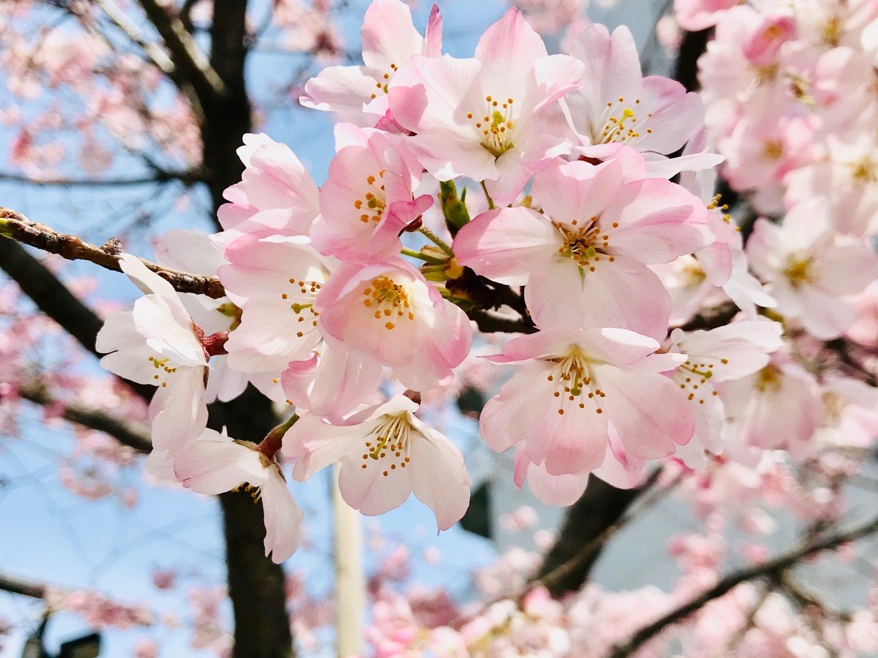梅の花は長く咲くのに桜は早く散るのはどうして 人間が選んだ桜 子ども科学電話相談 4月7日ピックアップ しましょ 島田祥輔 Note 梅の花は長く咲くのに桜は早く散るのはどうして 人間が選んだ桜 子ども科学電話相談 4月7日ピックアップ しましょ 島田祥輔 Note