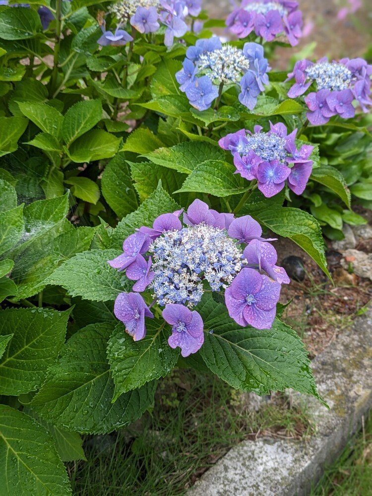 散歩の途中に通り掛かったお宅の庭に咲いてた紫陽花。今朝は梅雨空だったからとてもマッチしていました。🥰