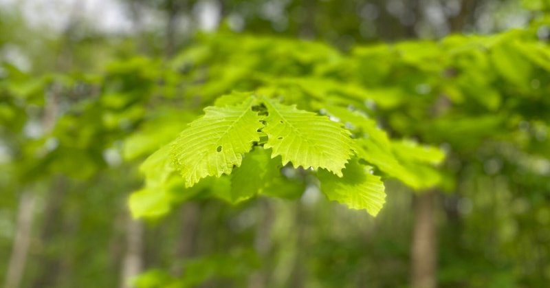 素直な人はチャンスに恵まれる