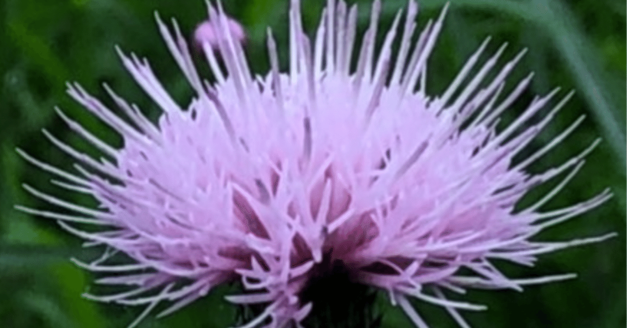 野薊|EGGSEED 野薊|EGGSEED