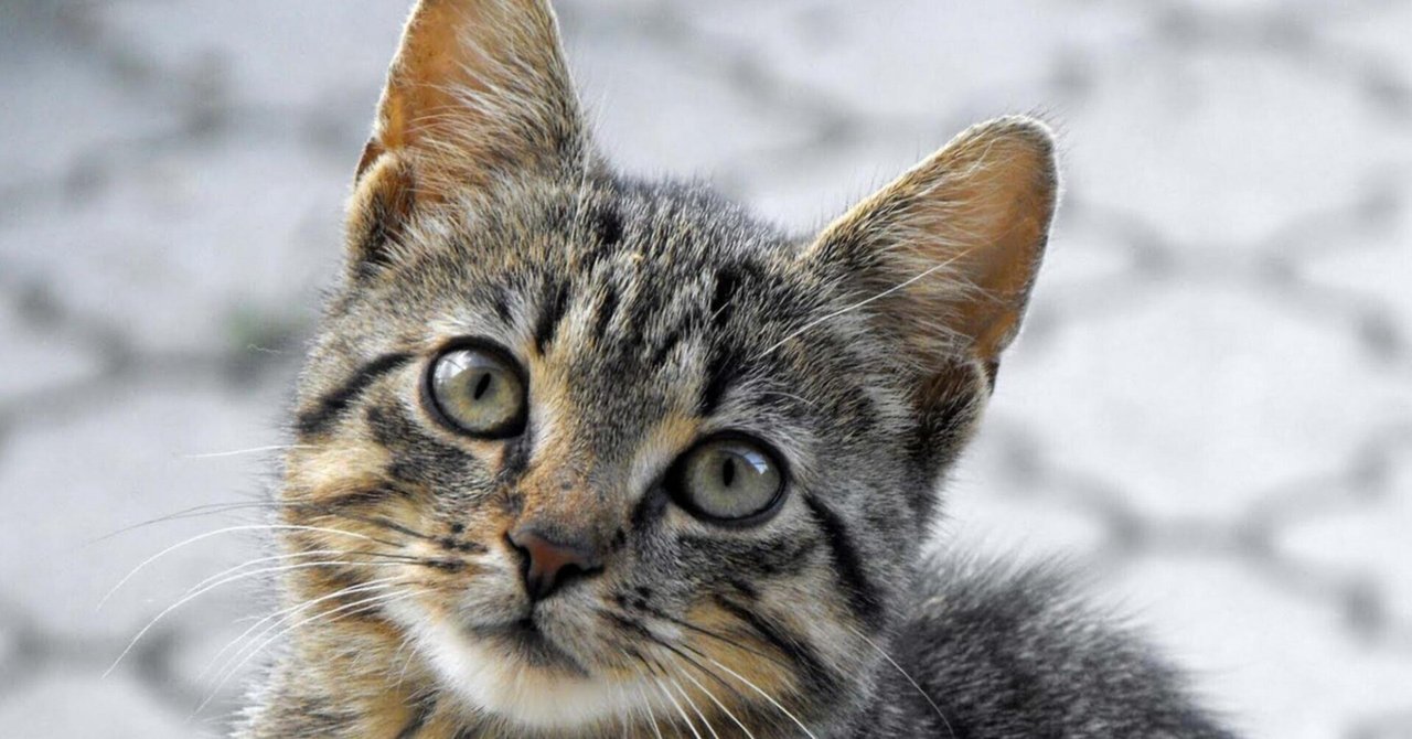 衝撃】茶トラ猫について調べていたら驚きの事実が判明！｜ねこぞー