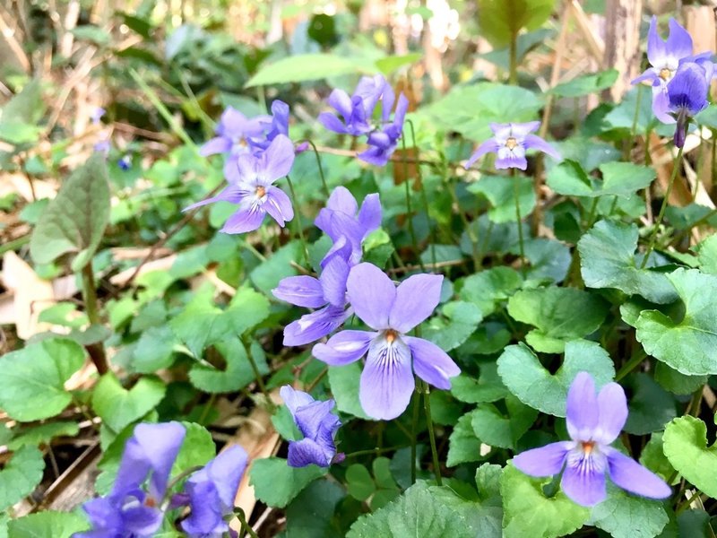 今日のおやつは畑の花のキラキラ砂糖漬け 中屋香織 Note