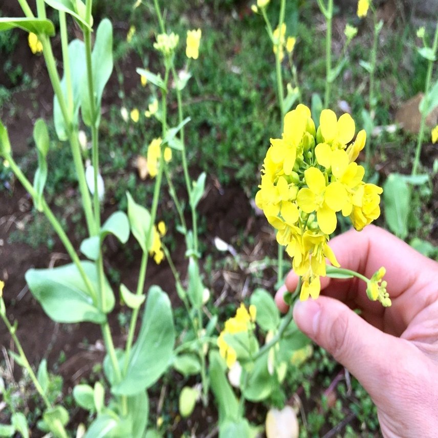 今日のおやつは畑の花のキラキラ砂糖漬け 中屋香織 Note