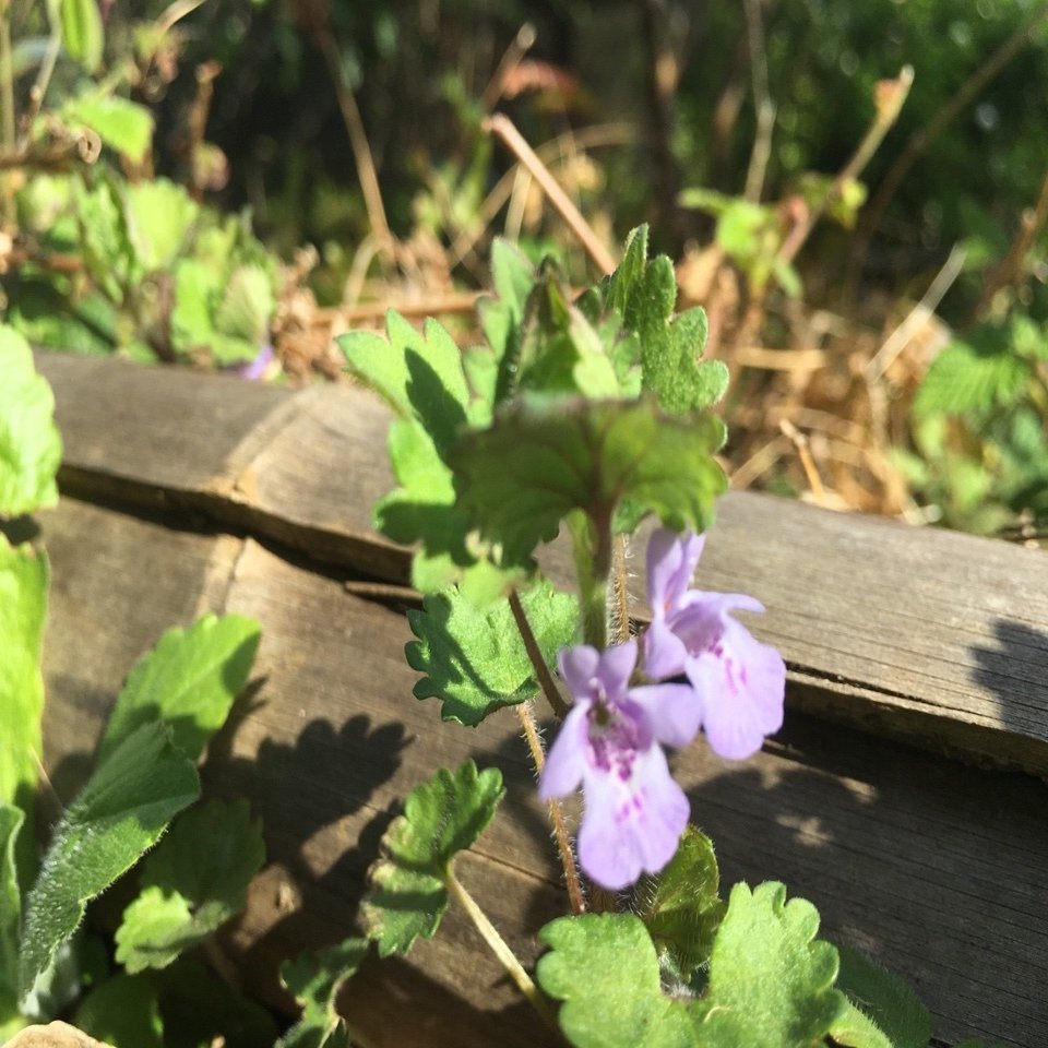 今日のおやつは畑の花のキラキラ砂糖漬け 中屋香織 Note