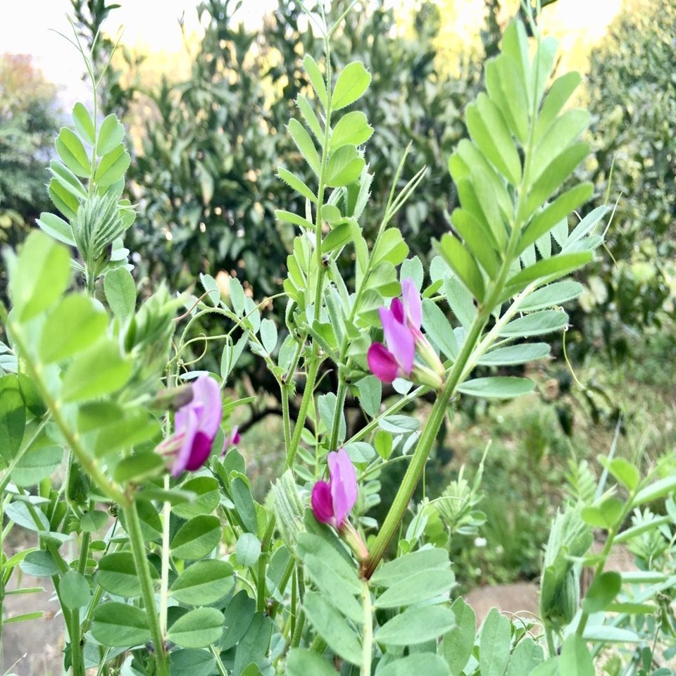 今日のおやつは畑の花のキラキラ砂糖漬け 中屋香織 Note