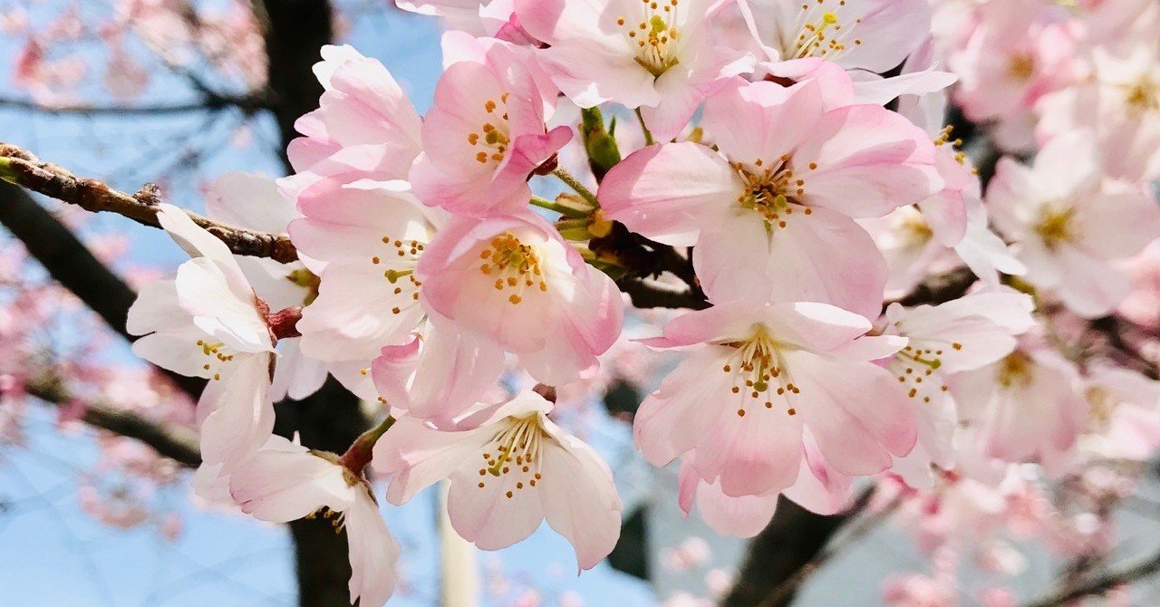 梅の花は長く咲くのに桜は早く散るのはどうして 人間が選んだ桜 子ども科学電話相談 4月7日ピックアップ しましょ 島田祥輔 Note