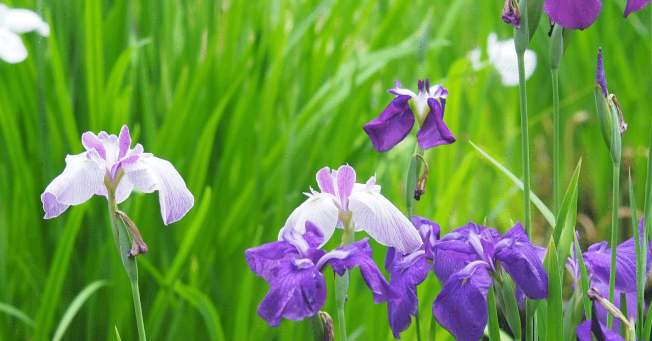 久しぶりの日本画 菖蒲を描いて｜aosagi_daisy