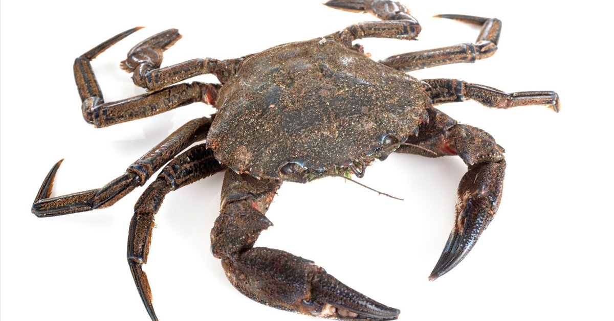 再生・輪廻の象徴、水神の使い「カニ」 - 『神々の意思を伝える動物  