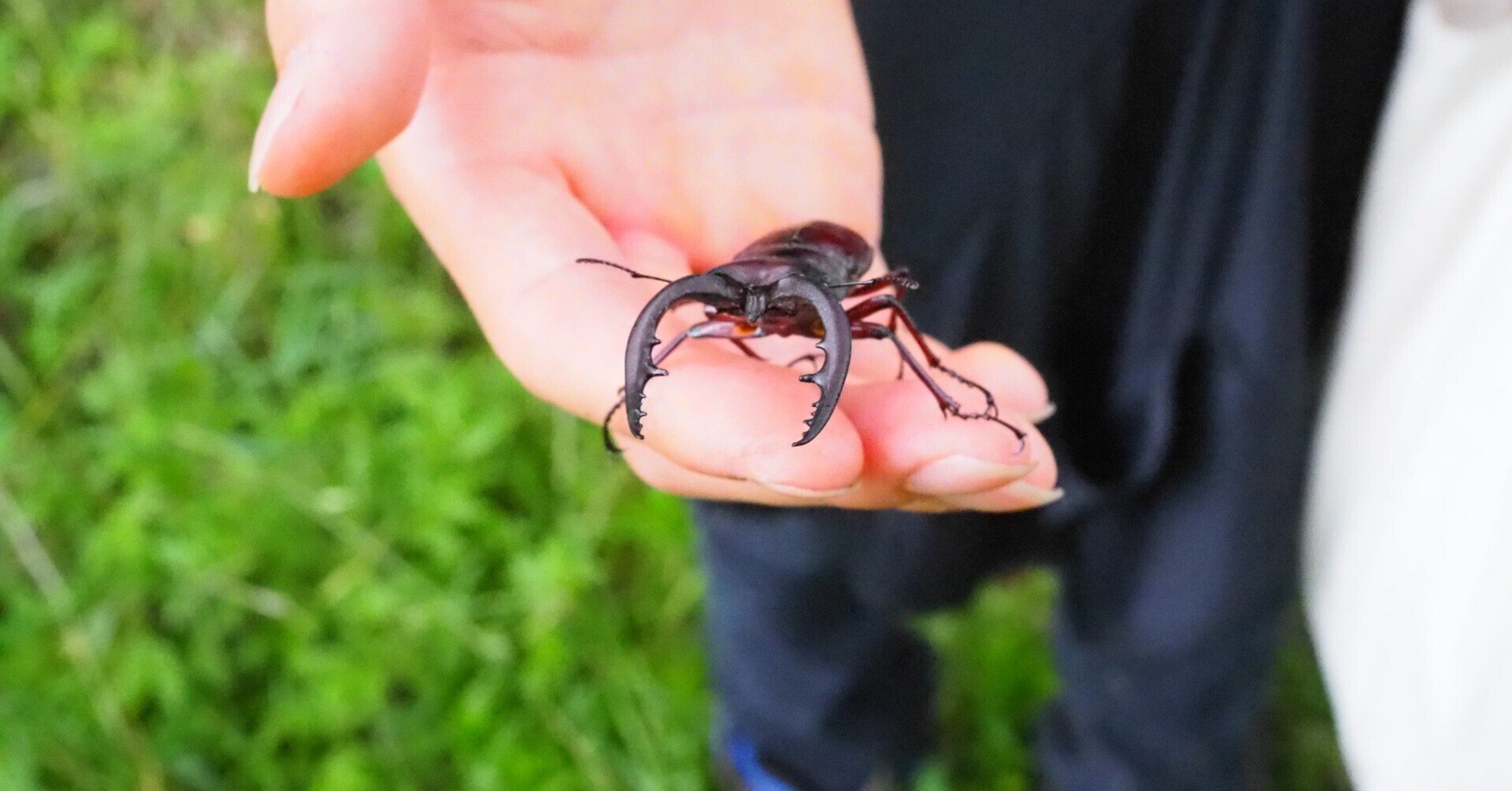クワガタ、カブトムシ採集案内 カブトムシ・クワガタと戯れる夏 〜採集編〜 ❘ SHIMANO シマノ
