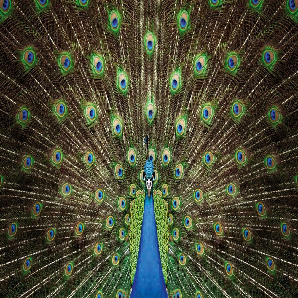 毒を制し、雨を降らせる、釈迦如来の化身「孔雀」 - 『神々の意思を