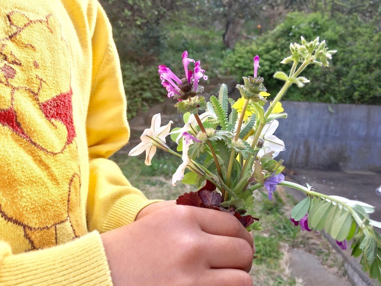 今日のおやつは畑の花のキラキラ砂糖漬け 中屋香織 Note 今日のおやつは畑の花のキラキラ砂糖漬け 中屋香織 Note
