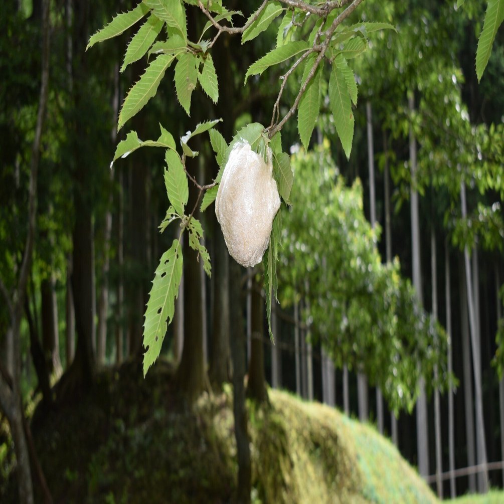モリアオガエルの森〜室生山上公園芸術の森｜高坂正澄
