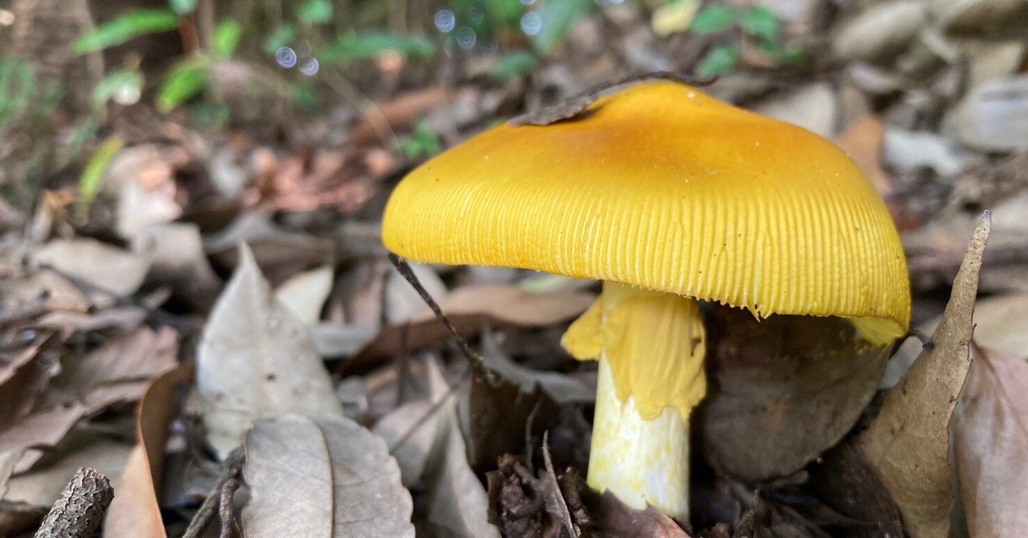 35c2791774671919ef73a85d11f3df