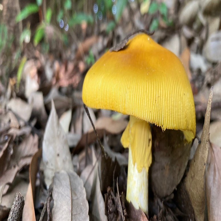 都会に生えてるキノコの話｜Sumeshi