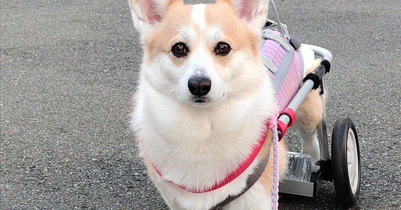 骨軟化症の原因は何ですか?