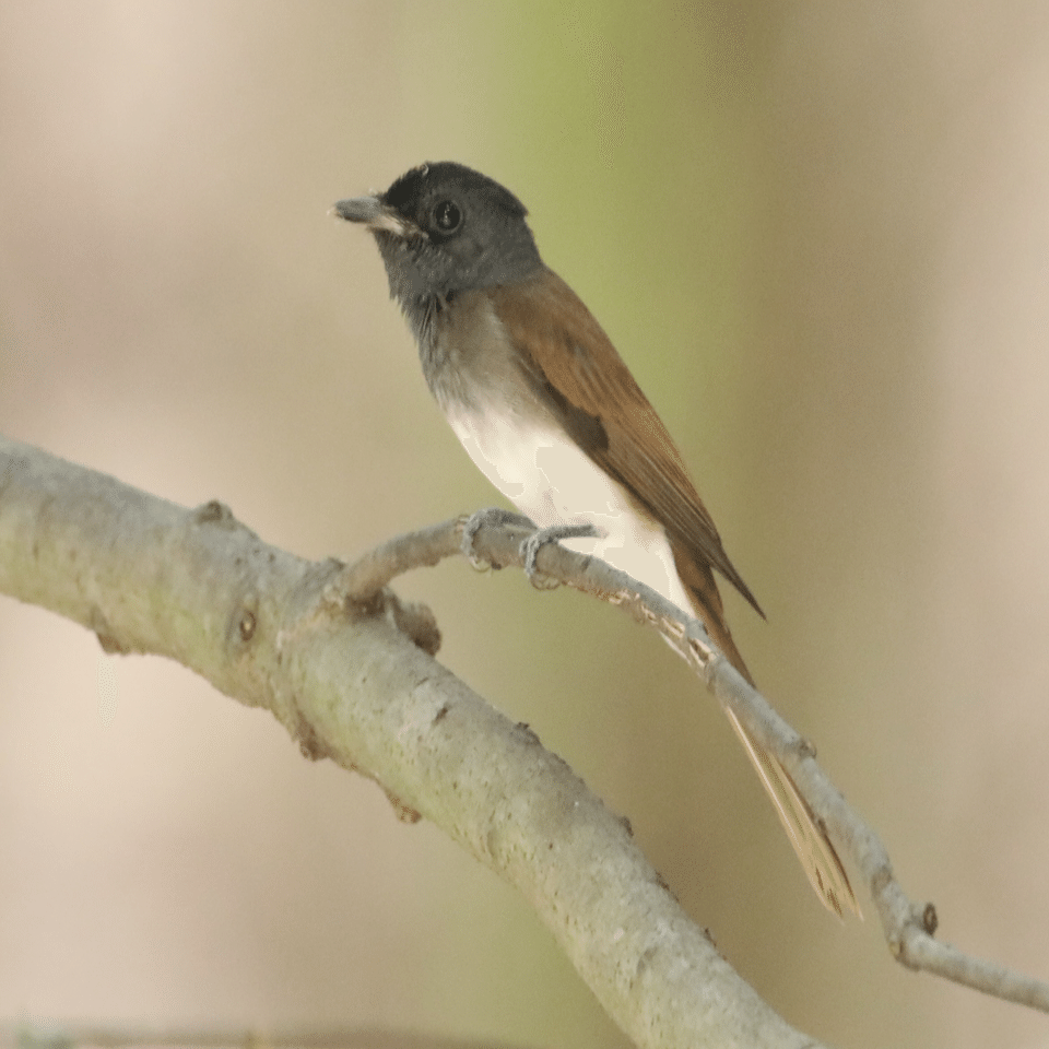 春は尾羽の長い サンコウチョウ｜くまごろう