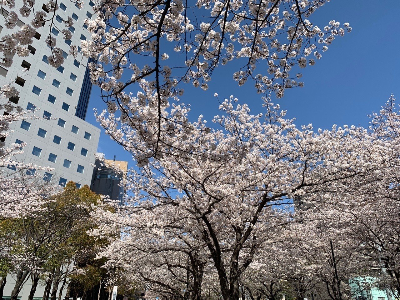 電車スポットでお花見 Uka Cupful Note 電車スポットでお花見 Uka Cupful Note