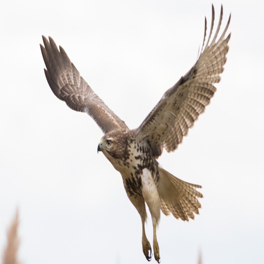 白鹿を蘇生させた、大空を駆ける勇猛な森の王者「鷹」 - 『神々の意思