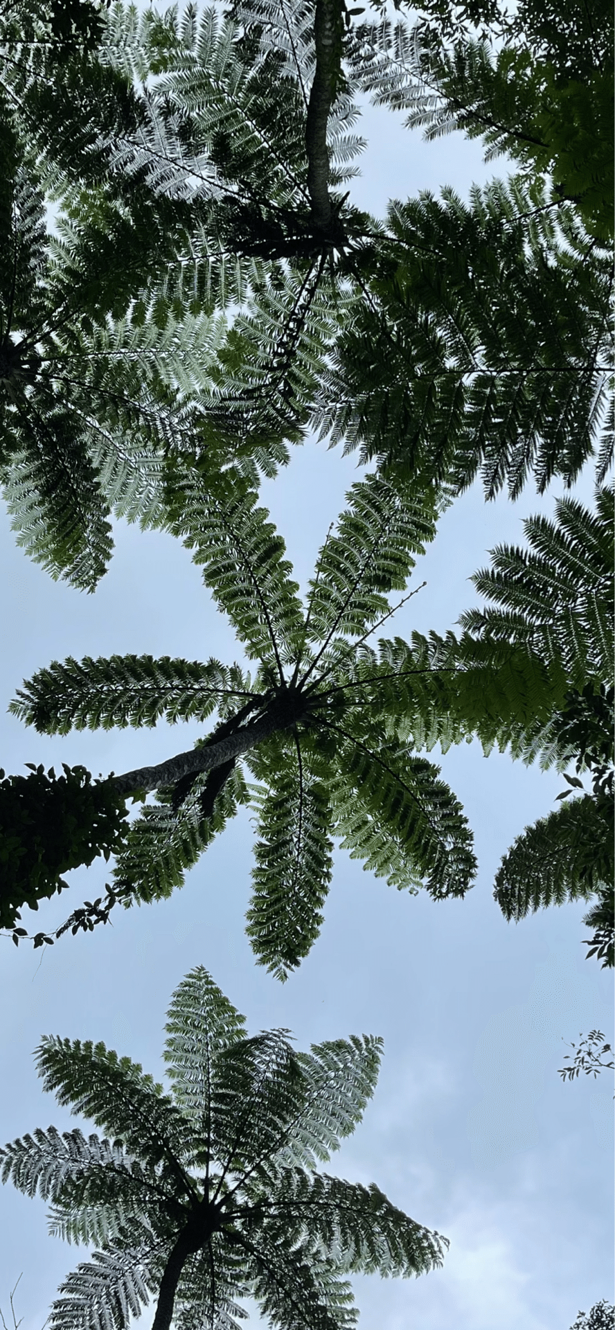 日陰杪欏 （奄美大島編）｜EGGSEED