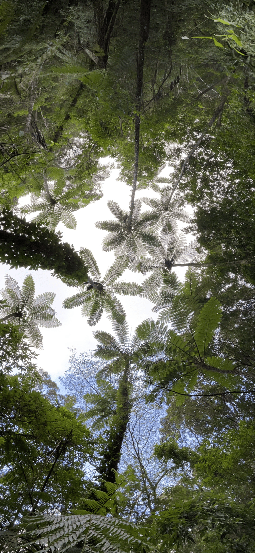 日陰杪欏 （奄美大島編）｜EGGSEED