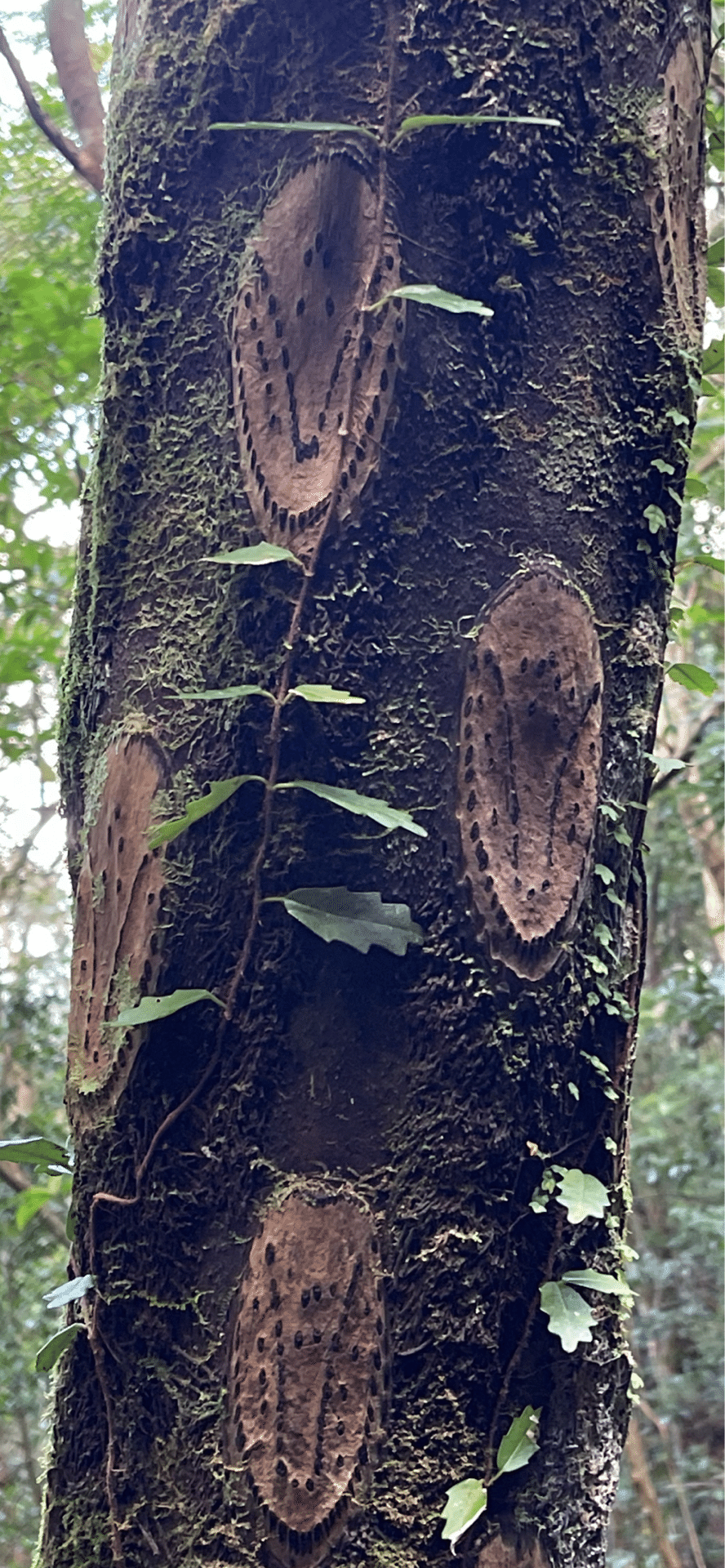 日陰杪欏 （奄美大島編）｜EGGSEED