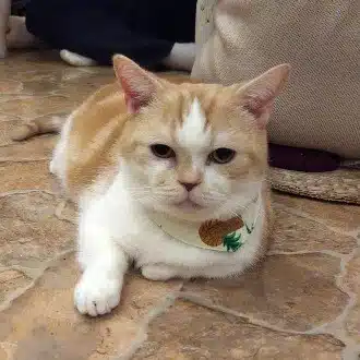 今西えま