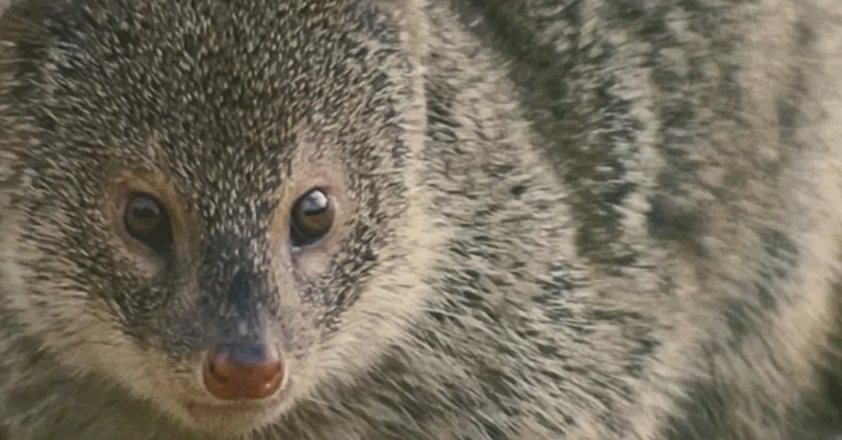 MONGOOSE｜EGGSEED
