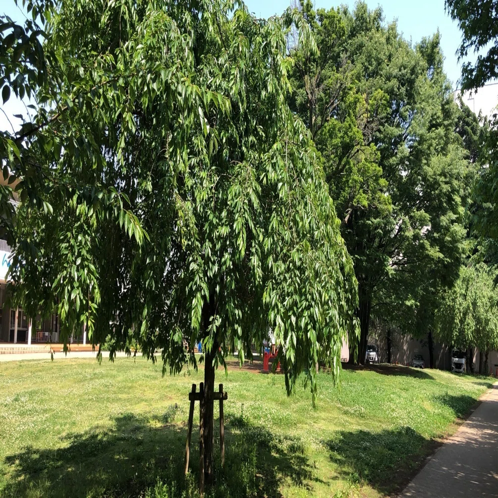 赤い公園 『THE PARK』 - 2｜rayf