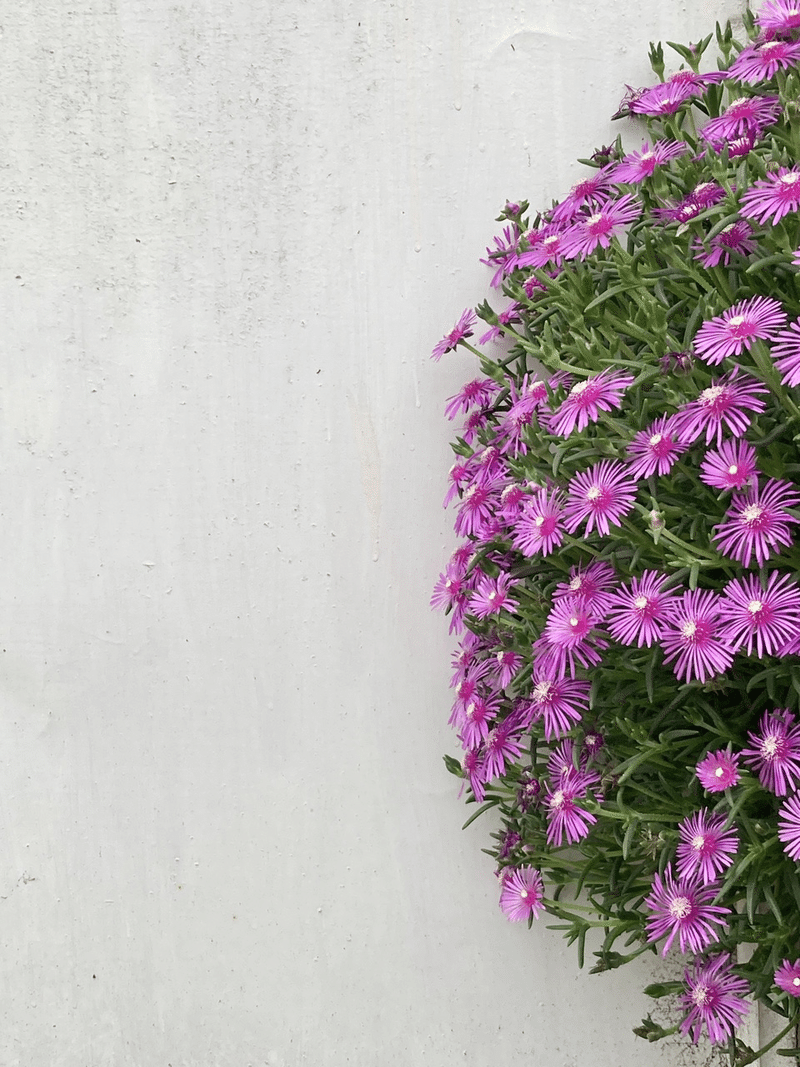白い壁に濃いピンクの花