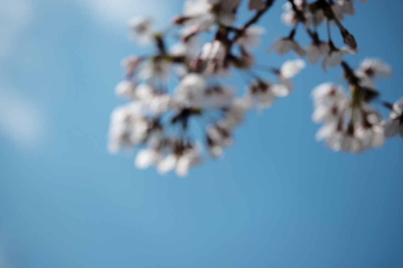 やってませんか？ 自撮りのために桜の枝先を掴んで顔の前に持ってきて 