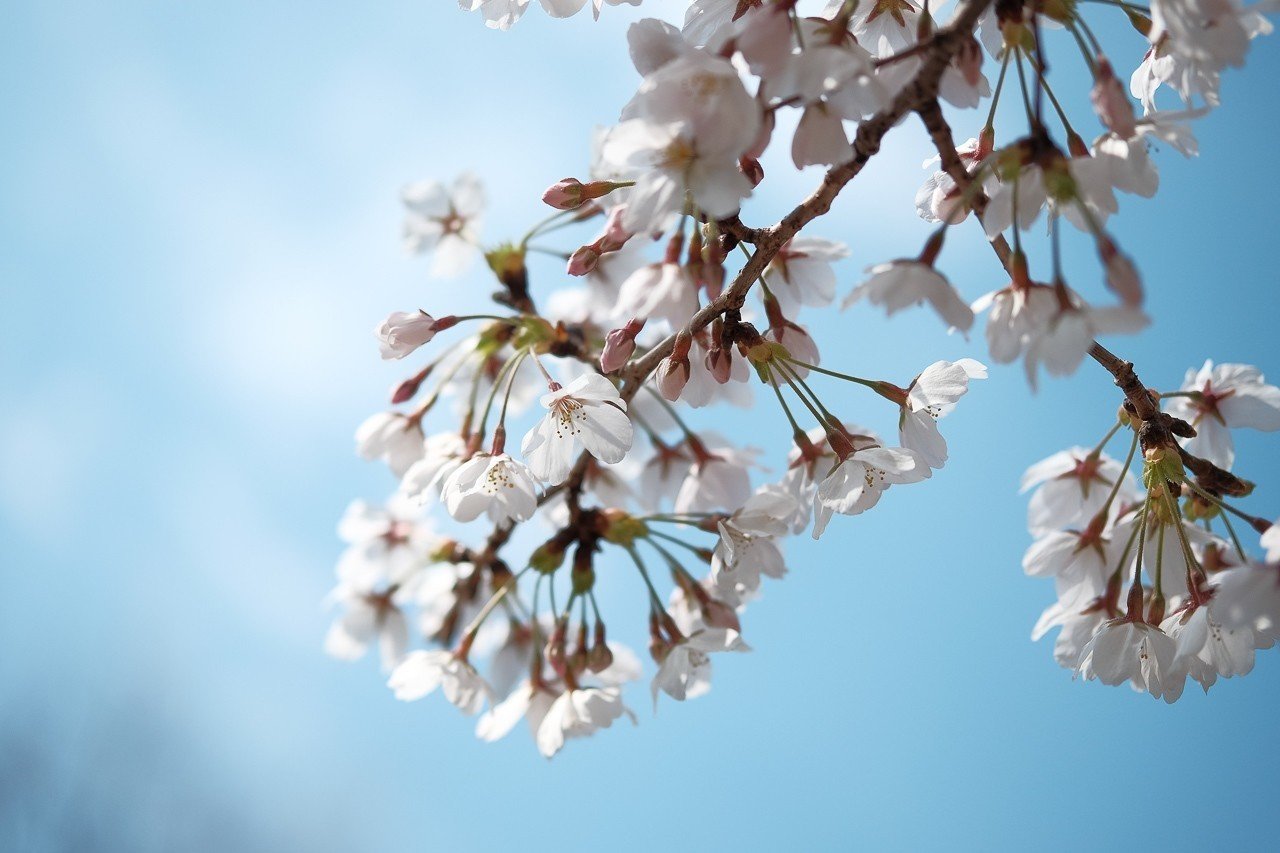やってませんか？ 自撮りのために桜の枝先を掴んで顔の前に持ってきて 