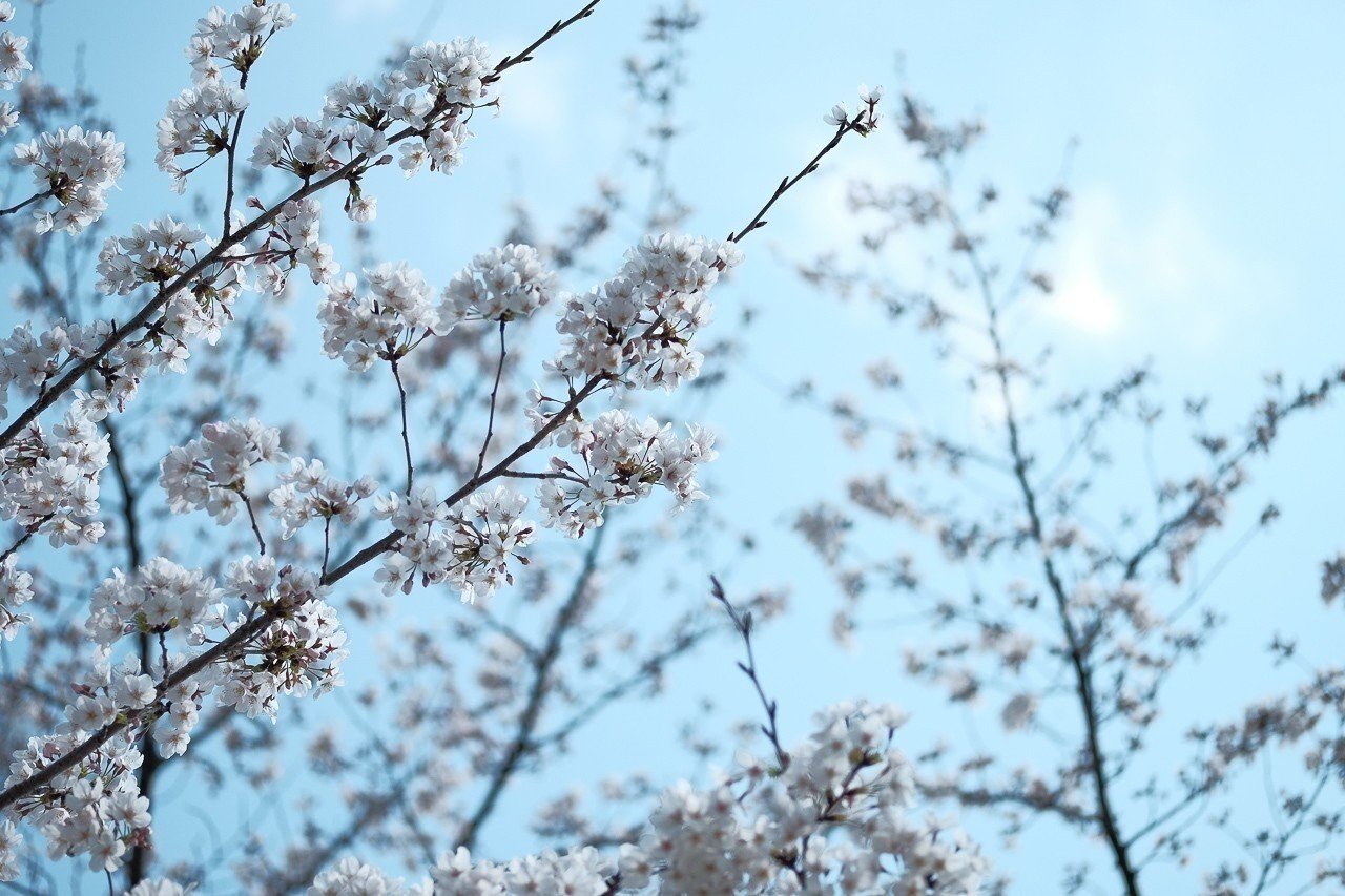やってませんか? 自撮りのために桜の枝先を掴んで顔の前に持ってきて