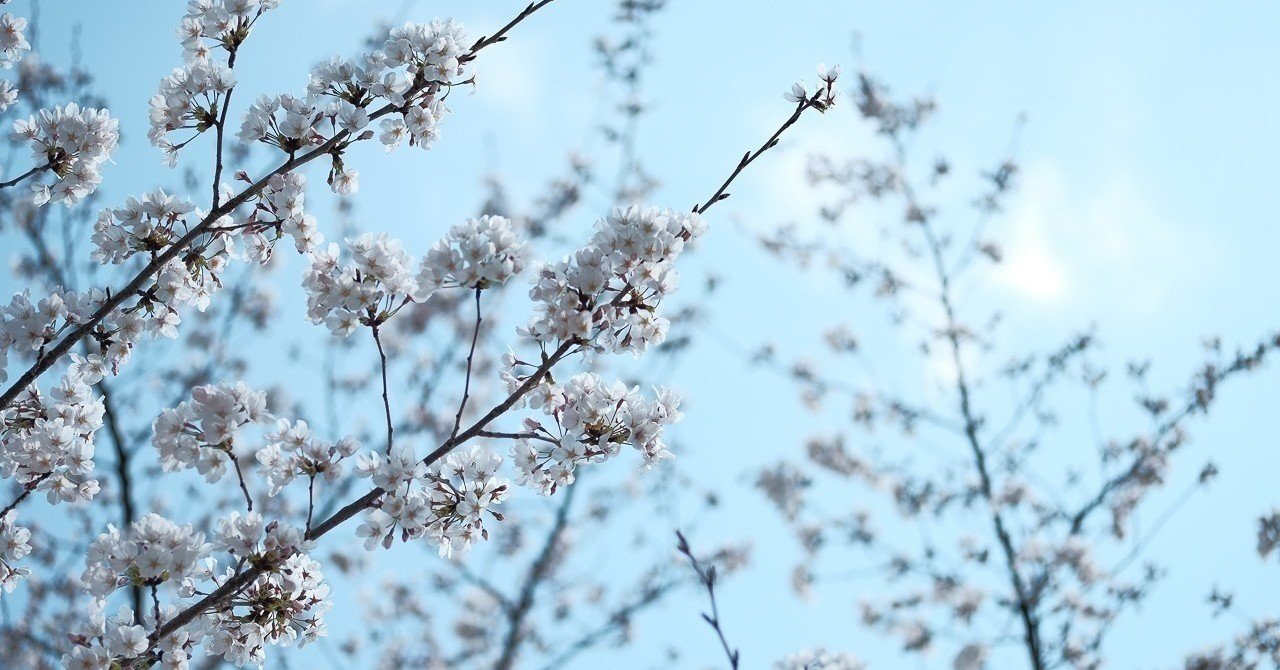 やってませんか 自撮りのために桜の枝先を掴んで顔の前に持ってきて なんてこと ハタモト Note