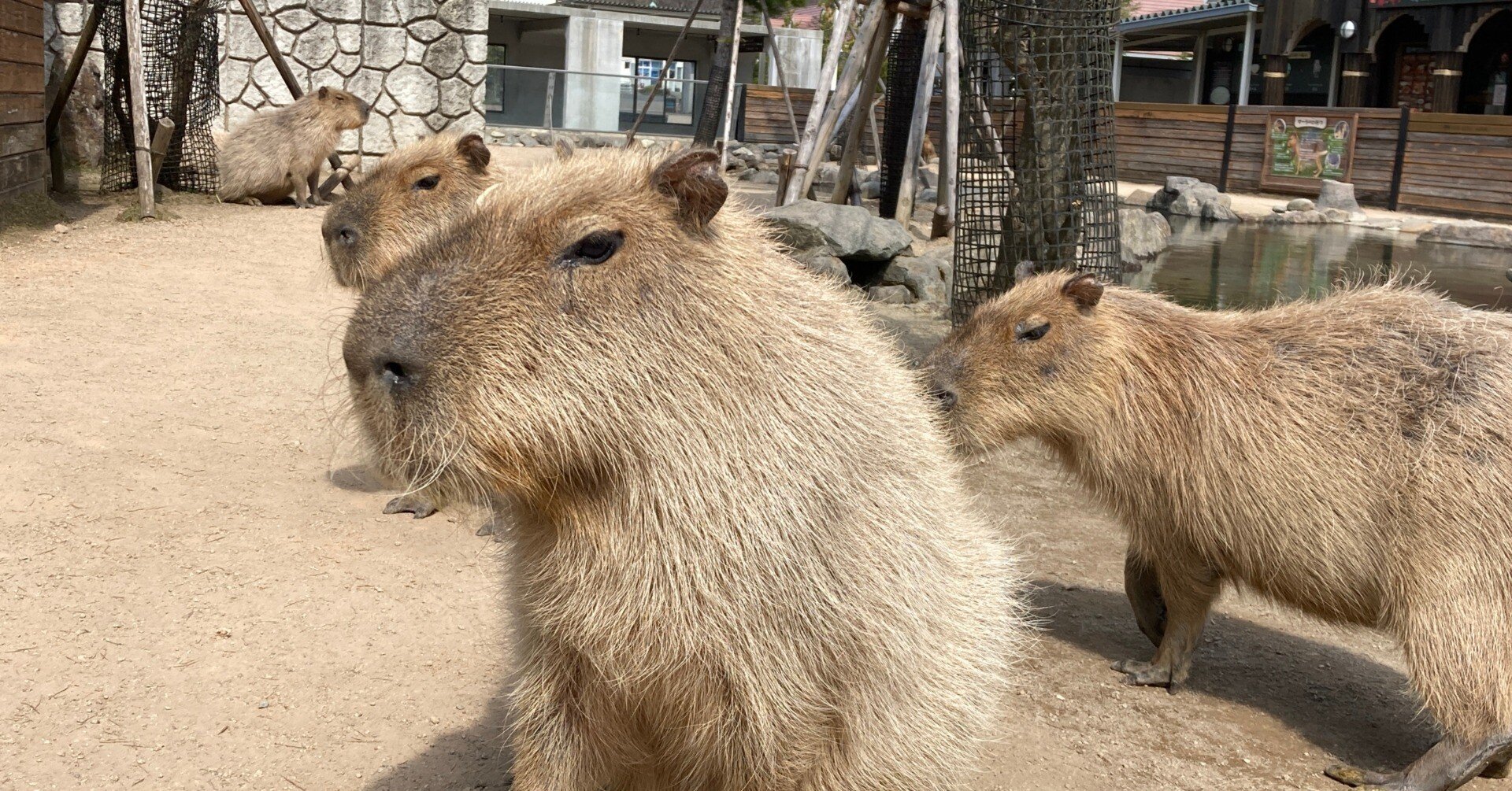 カピバラメンバー紹介｜那須どうぶつ王国公式note