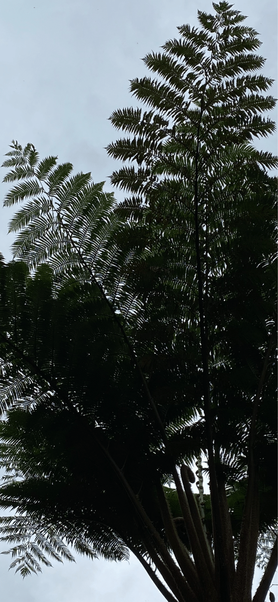 ヒカゲヘゴ [沖縄北部産] 高さ約77cm