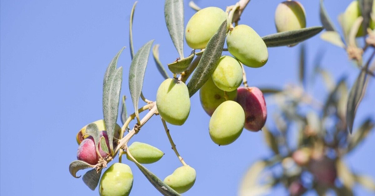 実が沢山付いてます！実を楽しみたい方にオススメのオリーブ・アルベキナ 実が沢山付いてます！実を楽しみたい方にオススメのオリーブ