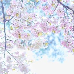 楠田純子さん個展@林檎の木｜tngwnaho