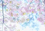 楠田純子さん個展@林檎の木|tngwnaho 楠田純子さん個展@林檎の木|tngwnaho