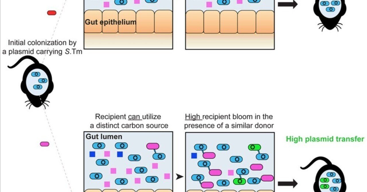マウス腸内におけるサルモネラ菌株間の炭素代謝能力の燃料共存とプラスミド転移の違い｜哉百名