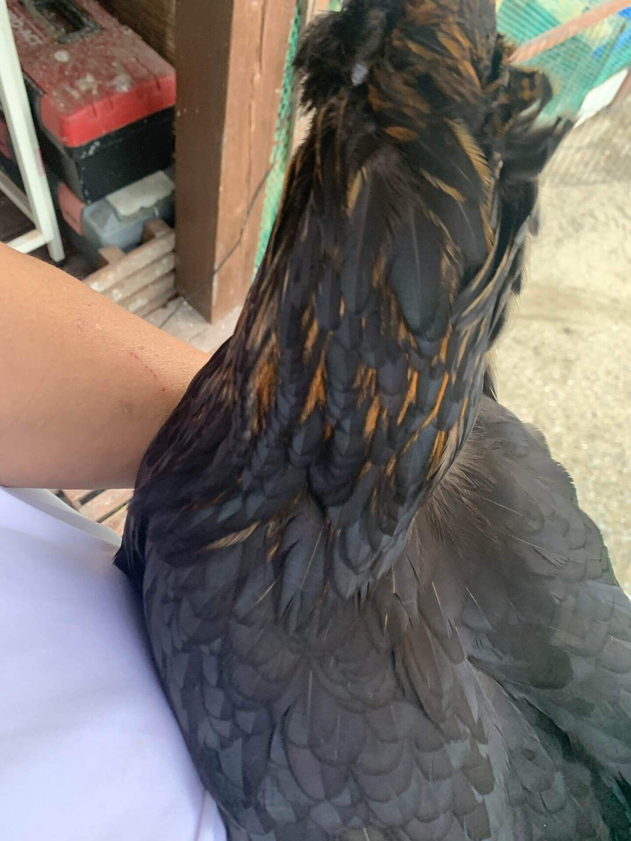 鶏と暮らす。｜fourtailsfox