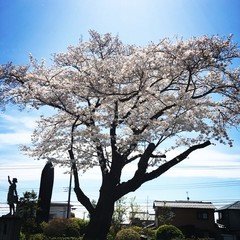 月曜日はボイスの日！