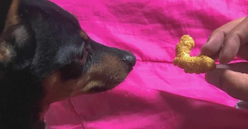 犬が見てる 犬はいつでもやわらかい Koukichi T インスタ速報 ストックフォトグラファー Note