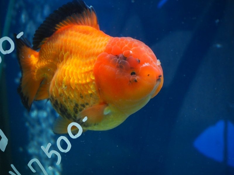 金魚 リュカ Lucas Note