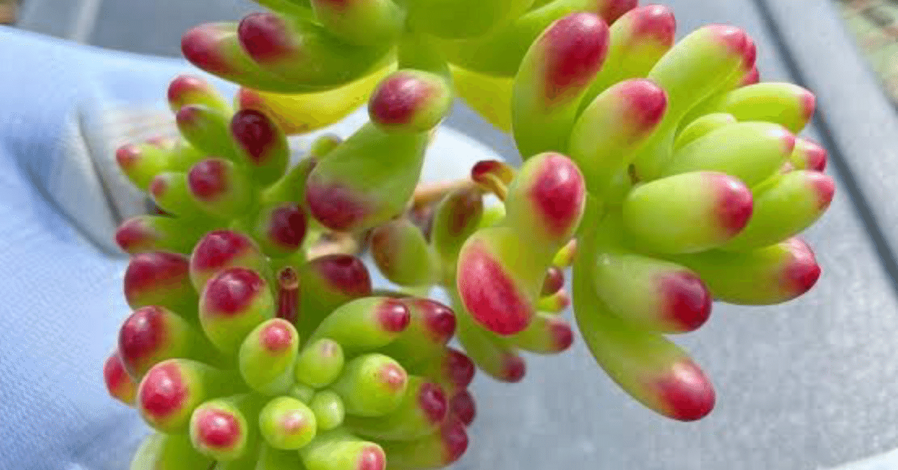今日の多肉さんルビーティント｜ぺー