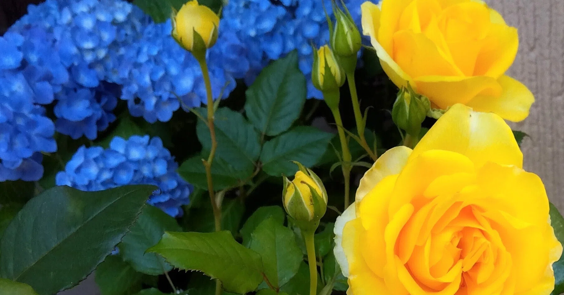 紫陽花と遅咲きの薔薇｜kame
