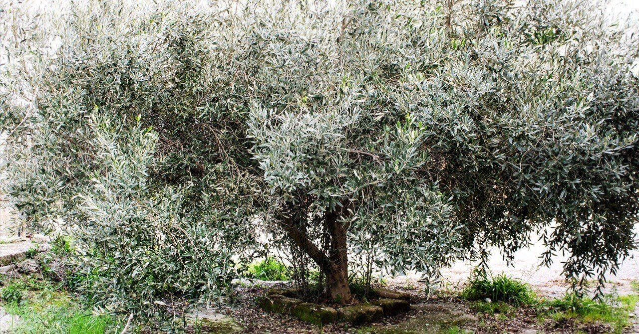 オリーブの木 エルグレコ オリーブ 庭木 地植えにも