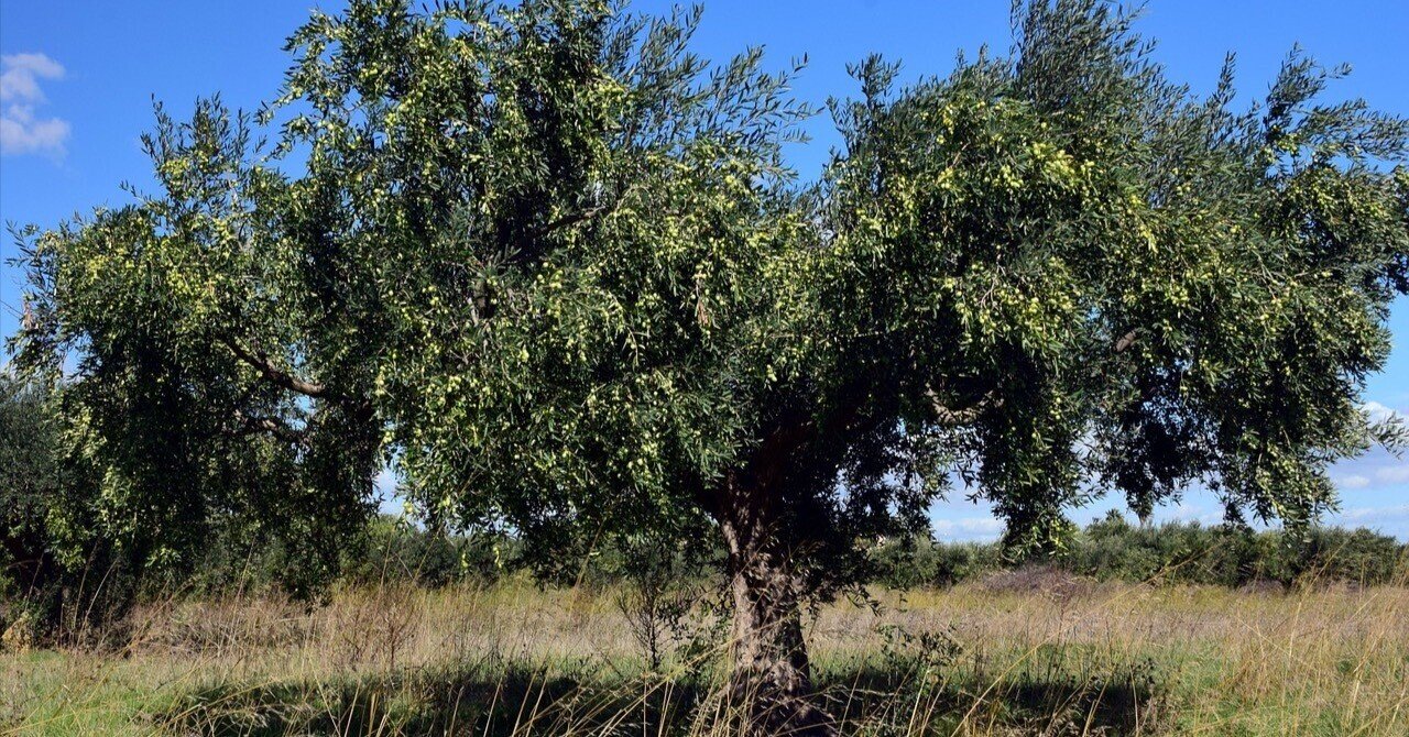 【現品】オリーブの木　エルグレコ　樹高1.5ｍ（根鉢含まず）40【苗木/植木】